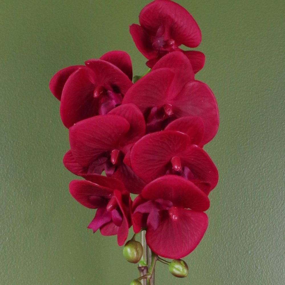 Deluxe Orchid: 46cm Red, Silver Pot