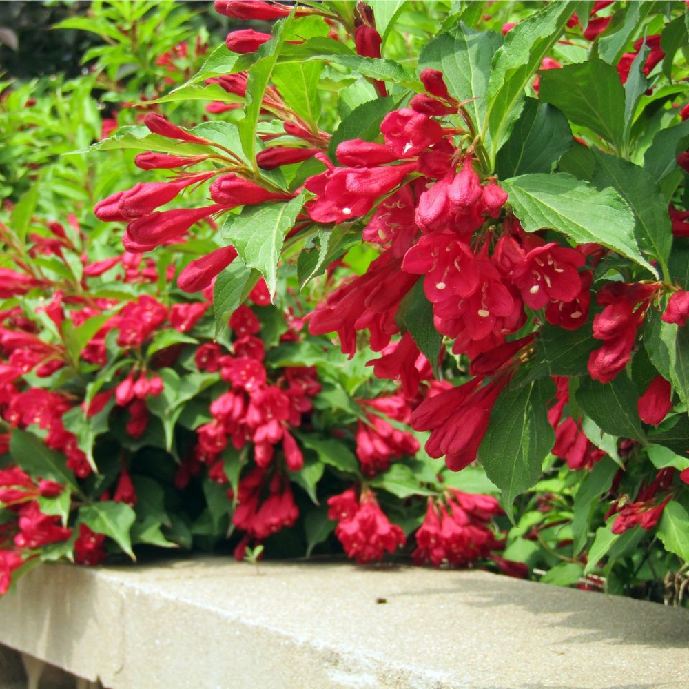 Weigela Florida - Red Prince 1L