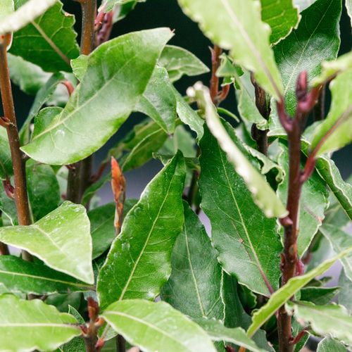 Bay Pyramid (Laurus Nobilis) 60cm 2L