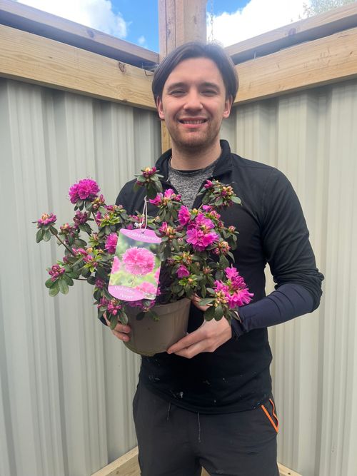 Azalea japonica 'Multiflora Purper' 2L