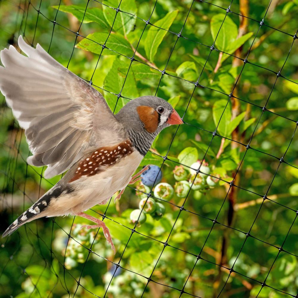 Anti Bird Garden Netting 2M X 10M - Plant Veg Crops Fruit Fine Mesh - Pond Net - Protects Plants from Birds - High Quality