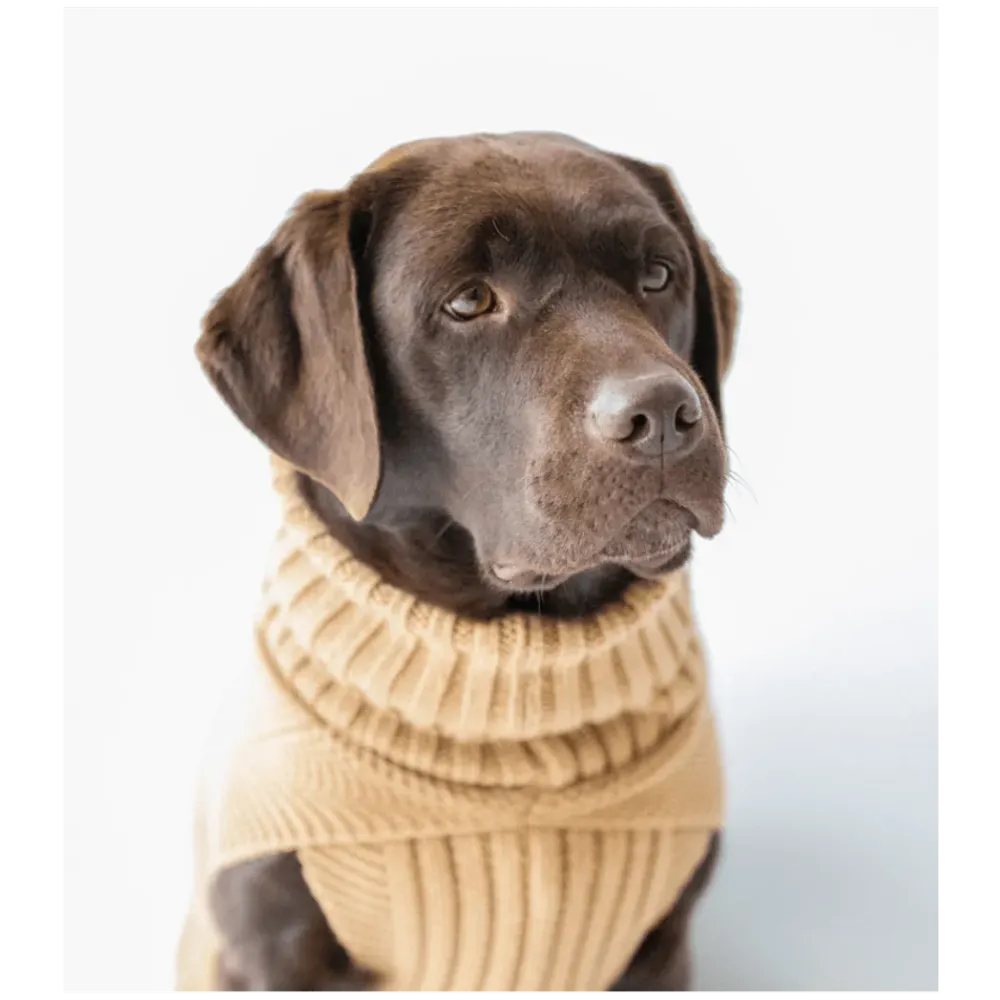 Contemporary Cableknit Jazz Dog Jumper in Camel