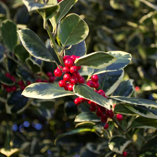 Ilex x altaclarensis  'Golden King' | Variegated Holly 2L
