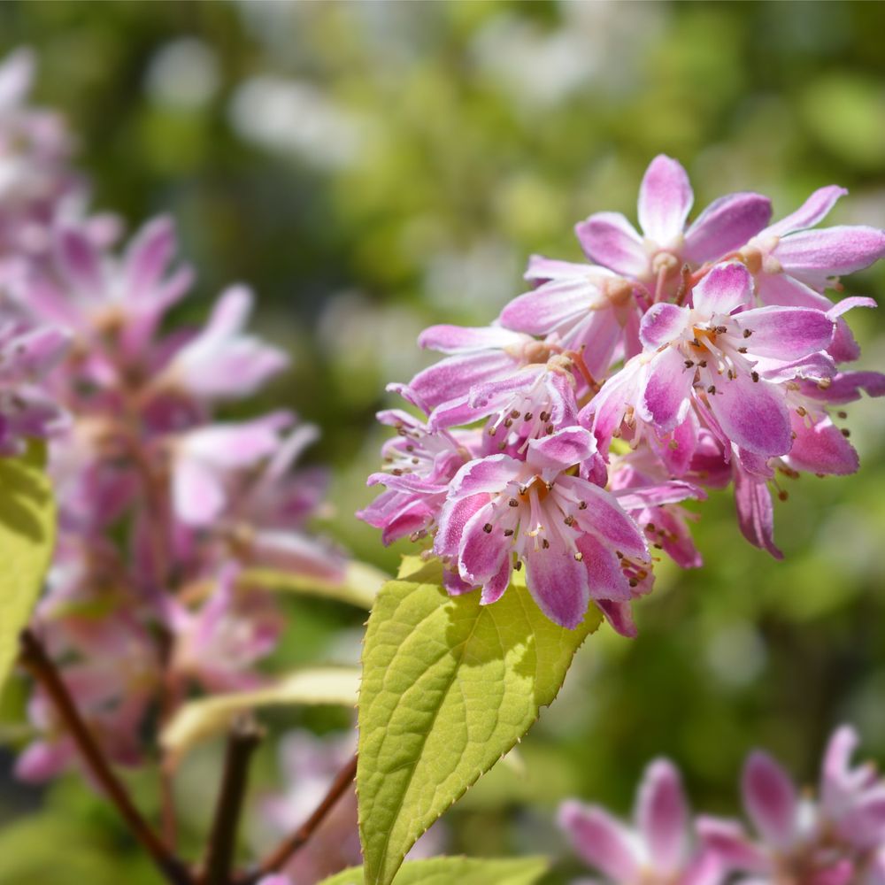 Deutzia x hybrid 'Strawberry Fields' 1L