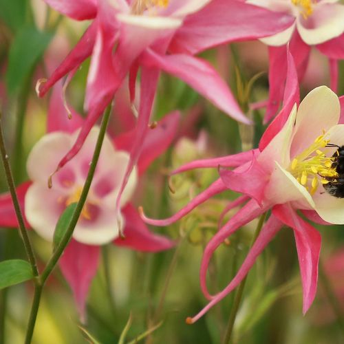 Aquilegia 'Rose and Ivory ' 9cm
