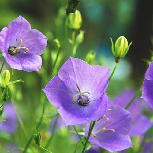Campanula persicifolia Caerulea - Blue 9cm