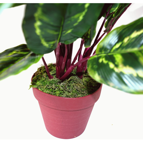 Artificial Medium 50cm Calathea Veitchiane Plant