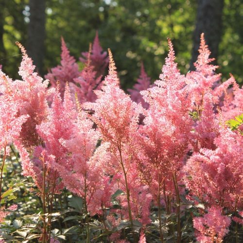 5 Perennials for a Shady Site