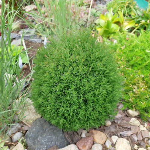 Thuja occidentalis 'Teddy' 9cm