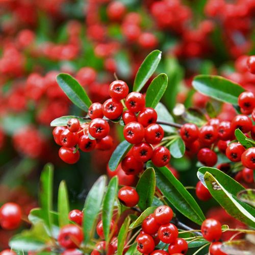 Pyracantha coccinea 'Red Column' 1L