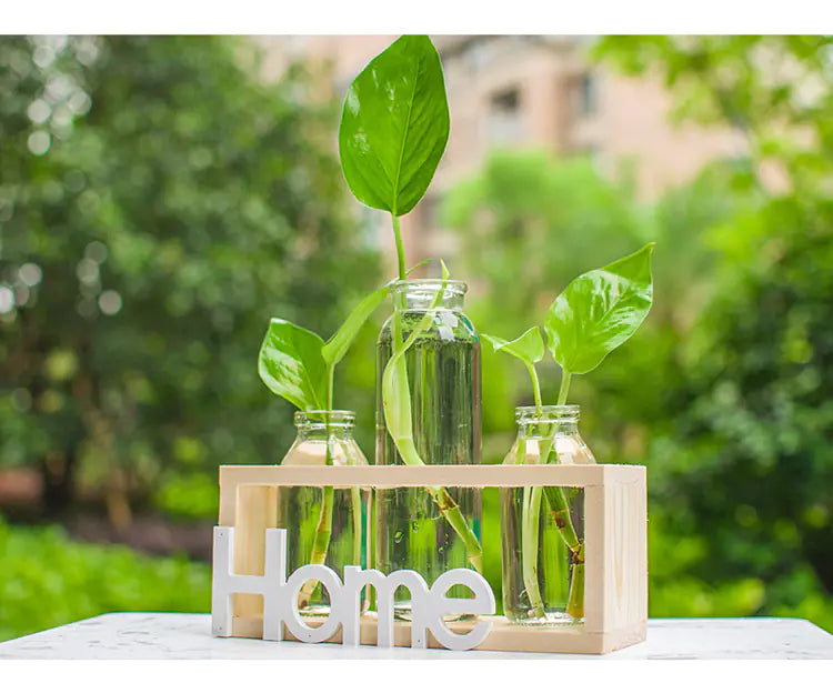 Transparent Glass Hydroponic Vase – Wooden Frame Plant Propagation Planter
