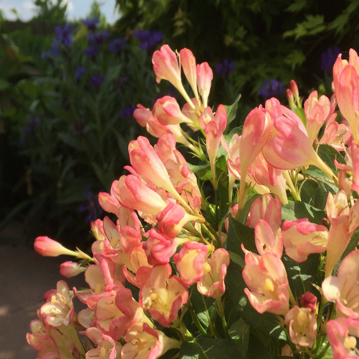 Weigela 'All Summer Peach' 9cm