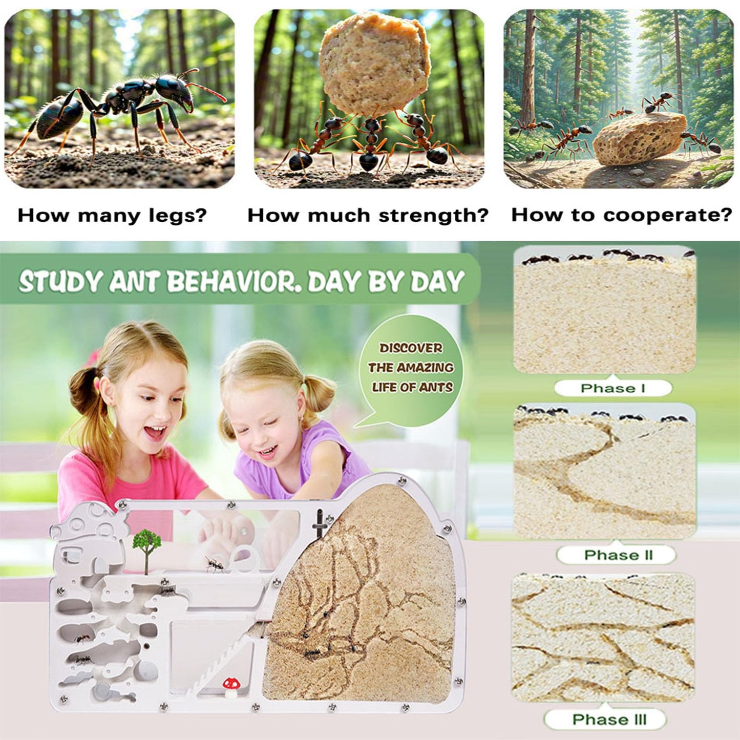 Ant Farm Castle – Large Viewing Area Kit for Live Ants | Educational Observation Habitat by wtsyant