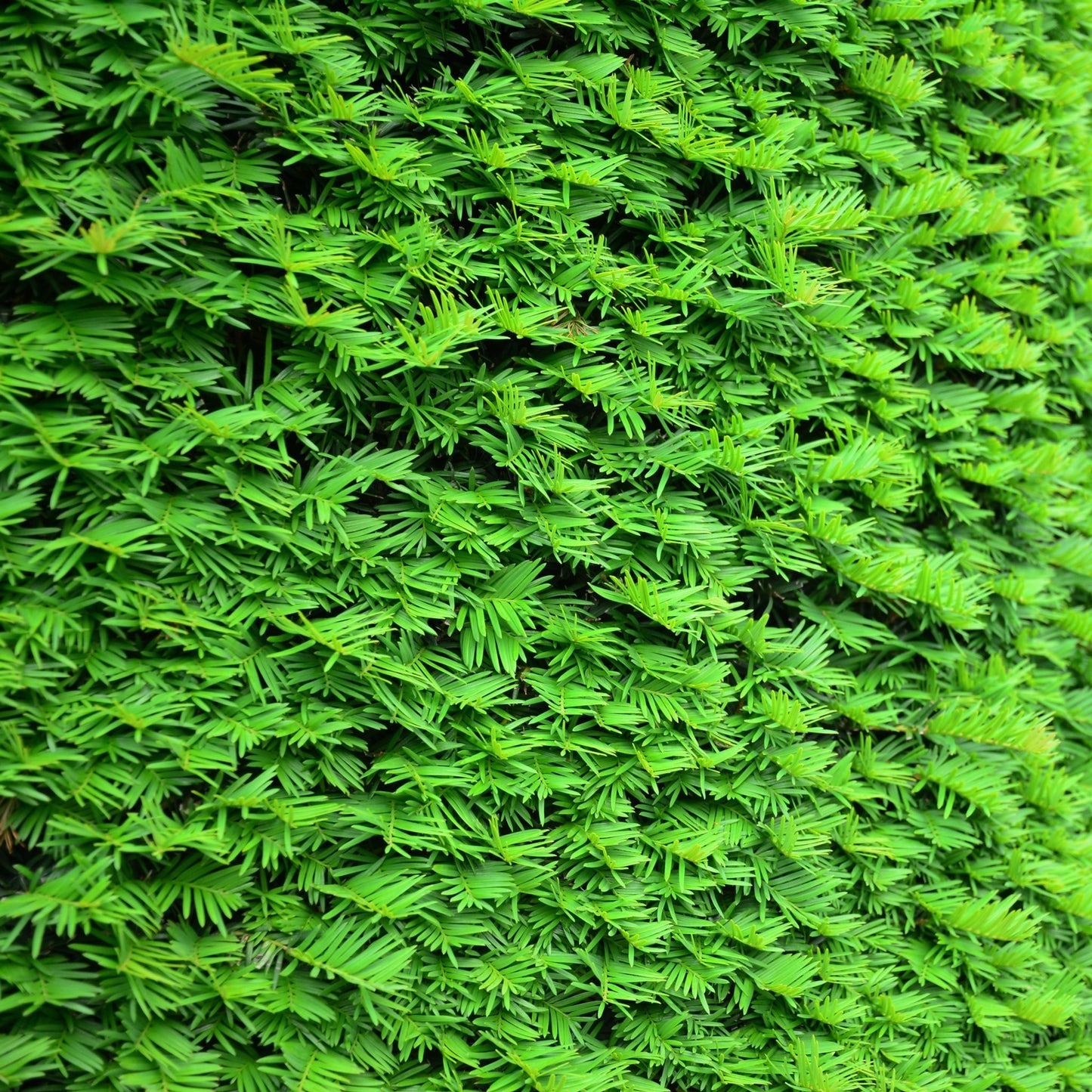 Yew Hedging - Taxus Baccata 9cm/3L