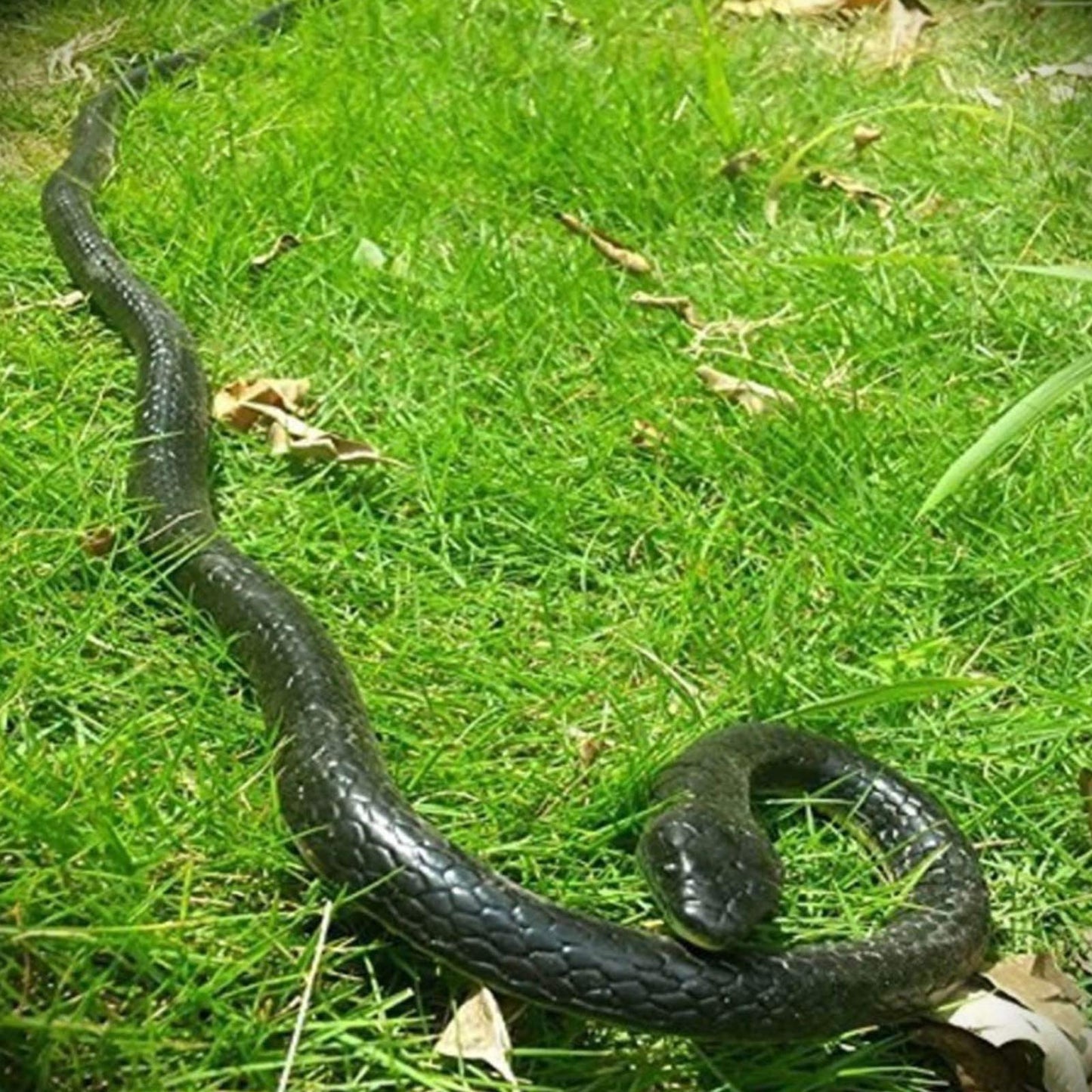 Yoogeer 47-Inch Rubber Lifelike Snake — Realistic Gag Toy for Pranks and Halloween Decor