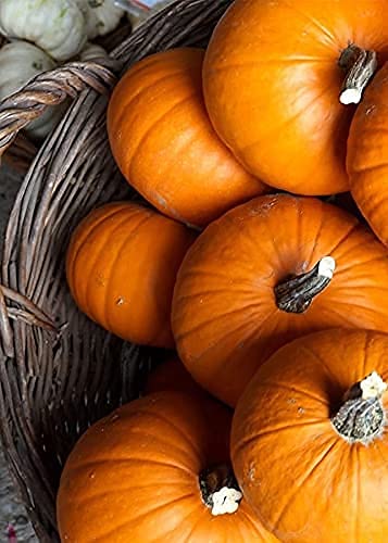 Pumpkin Jam from Portugal (Abobora) - 280g - Pack of 2