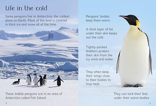 Penguins (Usborne Beginners)