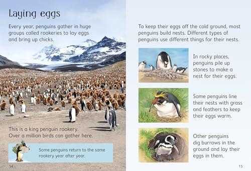 Penguins (Usborne Beginners)