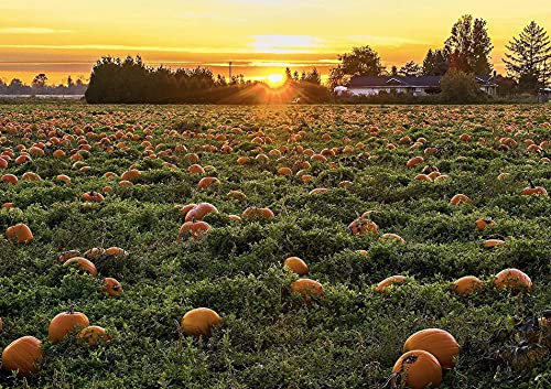Pumpkin Jam from Portugal (Abobora) - 280g - Pack of 2
